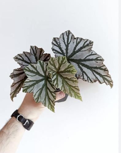 Begonia Highway - بيقونيا هاي واي