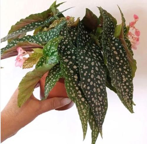 Begonia Double Dot - بيقونيا دبل دوت