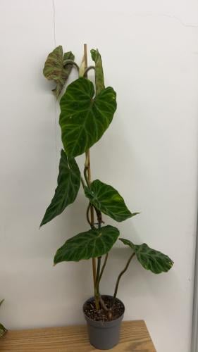 Philodendron Verrucosum 2