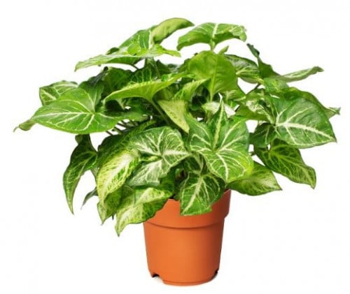 Syngonium podophyllum Robusta - سينجونيوم بودوفيلوم روبوستا