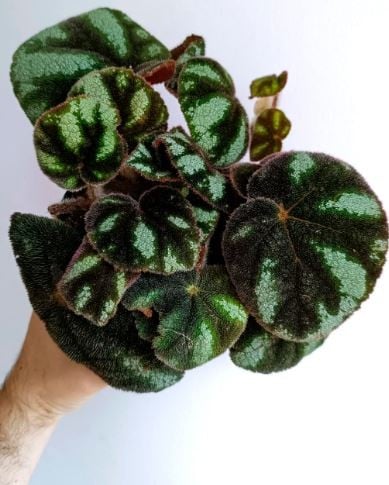 Begonia sp. Ngoc Lac - بيجونيا س. نجوك لاك