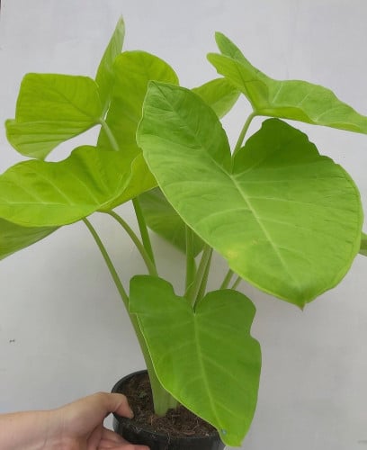 Alocasia Lime - ألوكاسيا لايم