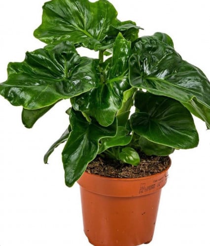 Philodendron Atom - فيلوديندرون أتوم