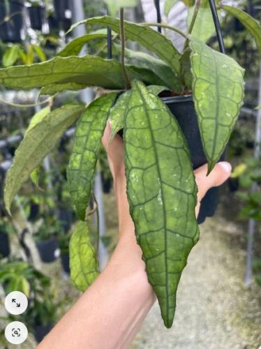 Hoya Clemensiorum Long Leaf - هويا كليمينسيوروم ورقة طويلة