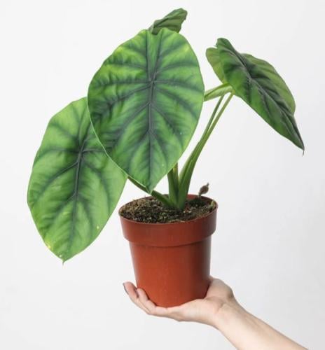 Alocasia clypeolata Green shield - ألوكاسيا كليبيولاتا 'الدرع الأخضر'