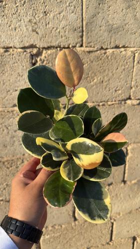 Hoya Australis Outer Variegated