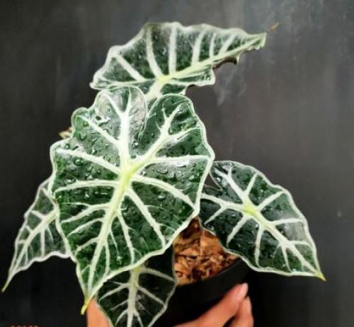 Alocasia Parasol - الوكاسيا باراسول