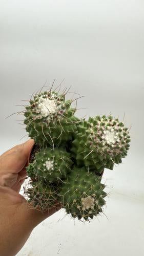 Mammillaria magnimamma var. toluca — ماميلاريا ماغنيماما توليوكا