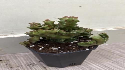Euphorbia lactea 'Crested' – الفربيون اللبني المموّج: