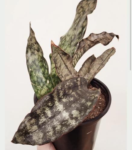 Sansevieria kirkii ‘Coppertone’ – سانسيفيريا كيركي كوبرتون
