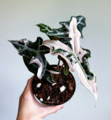 Alocasia Nobilis Pink Variegated – ألوكاسيا نوبيلِس الوردي فرقيتد