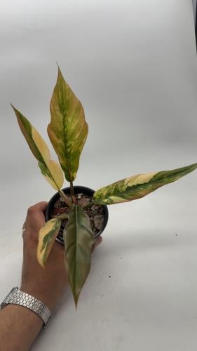 Philodendron Caramel Marble Variegated – فيلوديندرون كراميل ماربل فرقيتد