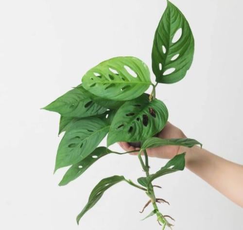 Monstera lechleriana - مونستيرا ليتشليريانا