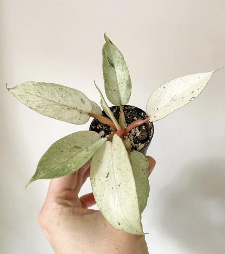 Philodendron ‘Snowdrift’ – فيلوديندرون سنودريفت