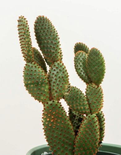 Opuntia microdasys ‘Rubra’ – أوبونتيا ميكروداسيس روبرة (أذن الأرنب الحمراء)