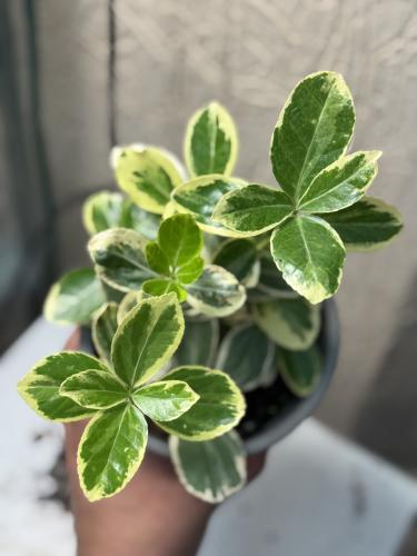 Euonymus japonicus - يوونيموس جابونيكوس