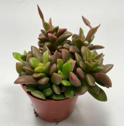 Anacampseros Rufescens - Sand Rose