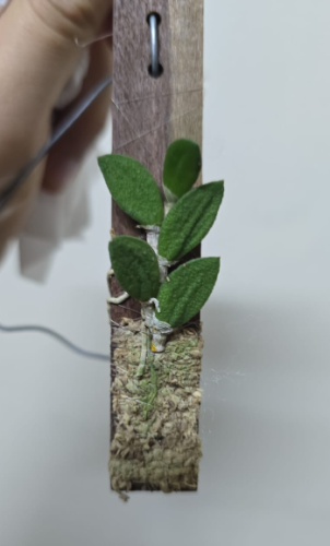 Phalaenopsis lobbii – أوركيد مصغّر نادر