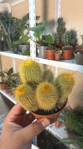 Parodia leninghausii – الصبّار الذهبي “Golden Ball Cactus”