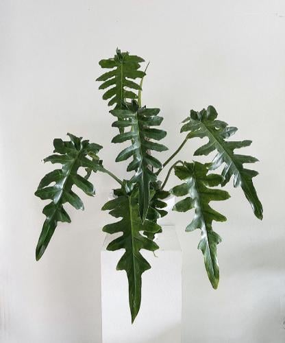 Philodendron Bob Cee – فيلوديندرون بوب سي