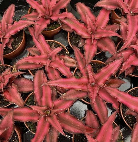 Cryptanthus bivittatus - كريبتانثوس بيفيتاتوس