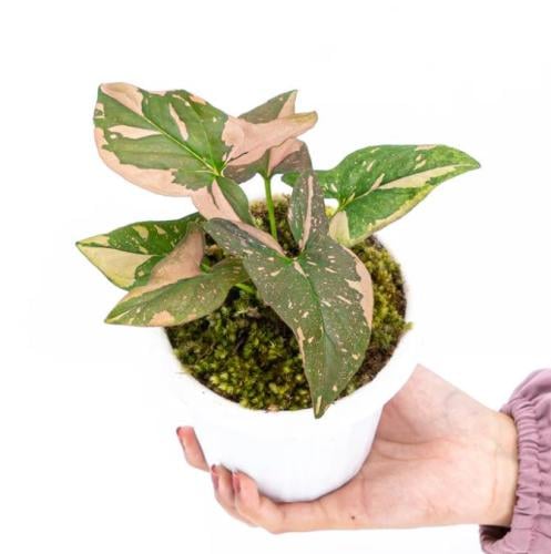 سونقونيوم بينك سبلاش - Syngonium Pink Splash