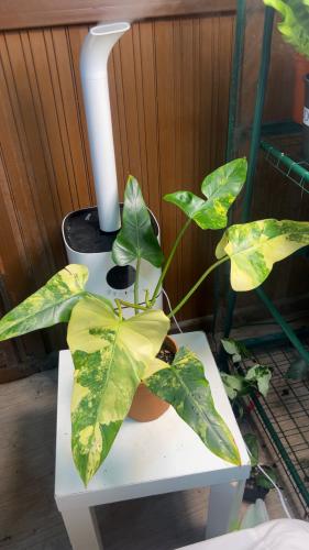 فيلدوندرون دماستكم فرقيتد - Philodendron Domesticu...