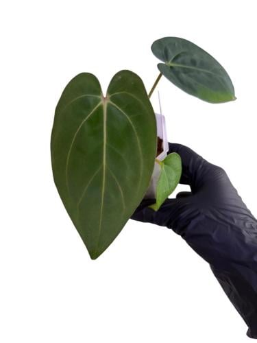 Anthurium NSE dressleri hybrid X Carlablackiae 5X6