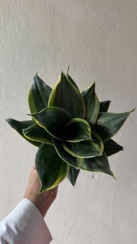 Sansevieria Hahnii 'Glimmering Star'