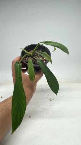 فيلوديندرون جويبي - Philodendron Joepii