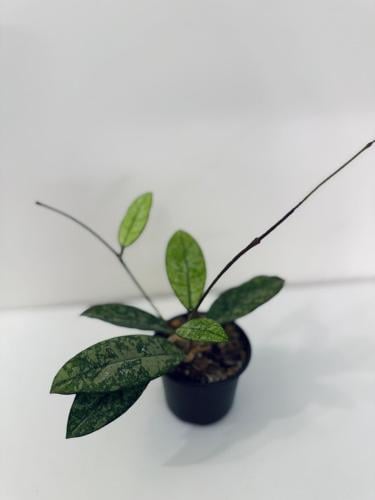 Hoya Crassipetiolata Splash - هويا كراسيبيتيولاتا سبلاش