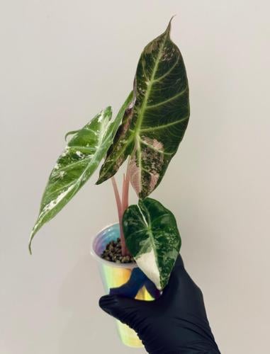 Alocasia Pink Dragon Pink Variegated – ألوكاسيا بينك دراجون بينك فرقيتد