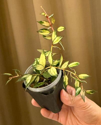 Hoya Lacunosa Variegated - هويا لاكونوسا فرقيتد