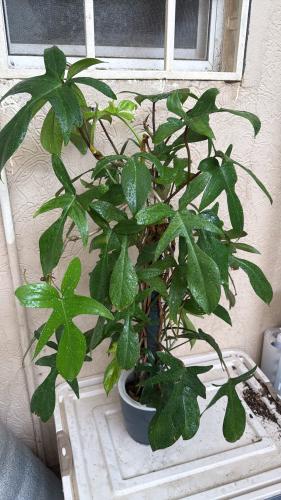 Philodendron Florida Green - فيلوديندرون فلوريدا جرين