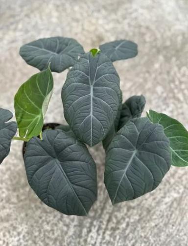 Alocasia Maharani- ألوكاسيا ماهاراني