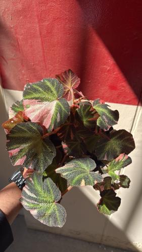 Begonia Soli Mutata Pink Variegated – بيغونيا سولي ميوتاتا بينك فرقيتد