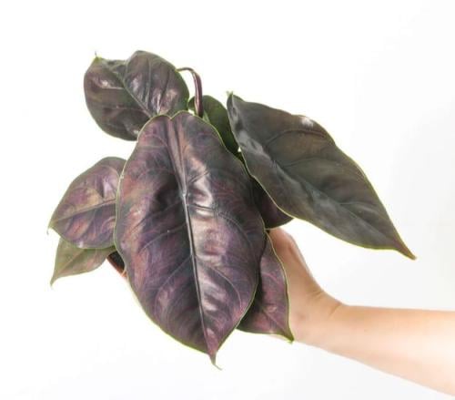 Alocasia Azlanii - ألوكاسيا أزلاني