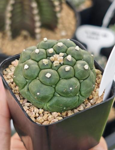 Astrophytum asterias 'Turtle'
