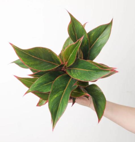 Aglaonema Siam Aurora - أجلونيما سيام أورورا