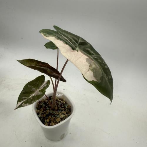 Alocasia Pseudo Sanderiana Pink – ألوكاسيا بيسودو سانديريانا الورديّة