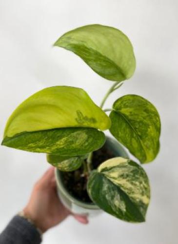 Scindapsus Jade Satin Variegated Aurea