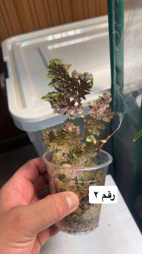 selaginella willdenowii variegated