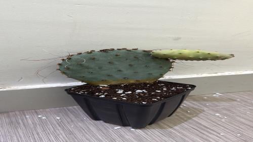 Opuntia Macrocentra - أوبونتيا ماكروسنترا