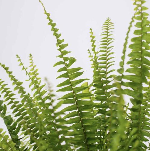 Boston Fern – سرخس بوسطن