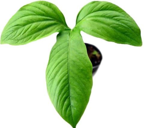 Anthurium moronense - أنثوريوم مورونينس