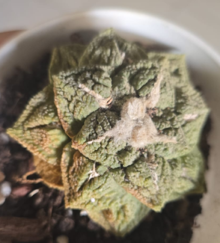 Ariocarpus fissuratus – أريوكاربس فيسوراتس