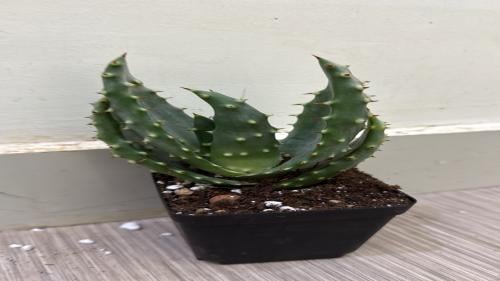 Aloe Aculeata - الألوة أكولياتا