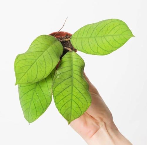 Hoya sp Sabah EPC 961