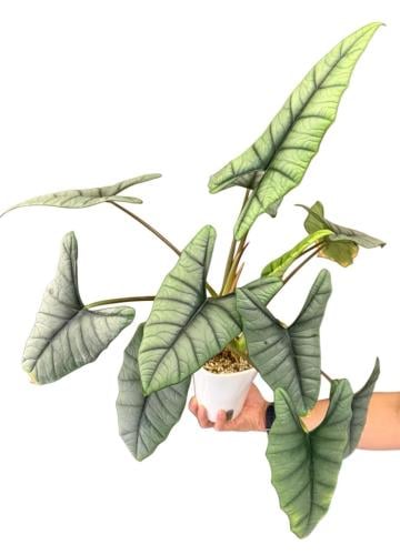 Alocasia Platinum - ألوكاسيا بلاتينيوم
