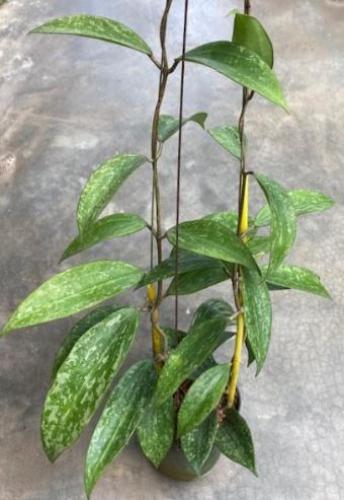 Hoya Macrophylla Splash - هويا ماكروفيلا سبلاش